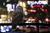 A barred owl photographed at night with city lights behind it