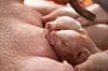Newborn piglets suckle from their sow in a close-up farm scene.