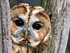 Close up of a tawny owl