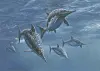 Illustration of several ichthyosaurs swimming underwater in a blue prehistoric ocean.