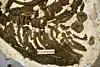 Fossilised ichthyosaur skeleton preserved across a pale stone slab, with a measurement label at the centre.