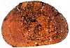 Microscope image – this is a cross-section of an ichthyosaur rib.