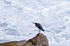 Pacific Reef Egret on the rock seaside aisia beach, black pacific reef egret looking for fish at beach rock.