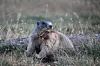 Alpine marmot sitting among grasses in an Austrian mountain meadow.