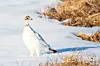 White rock ptarmigan standing in snow beside dry grass on Hrísey island in North Iceland.