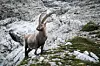 Alpine ibex with large curved horns standing on a rocky slope in the Austrian Alps.