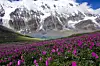 Pink alpine flowers beside a Himalayan glacier lake, with snow-covered peaks in the background.