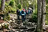 A group of hikers with backpacks climbs a rocky trail through a dense forest towards Preikestolen.