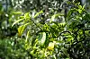Yellow-green citrus leaves in sunlight against a dense green background.