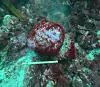 Red and turquoise encrusted object on a textured seabed beside a measuring scale.