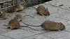 Several brown rats on cobblestones beside a metal fence.