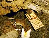 Two dead rats in wooden traps with cheese on a dark, dirty surface.