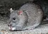 Grey-brown rat eating food scraps on the ground.