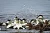 Eider ducks gather on rippling water with a large splash behind the group.