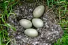 Close-up of a common eider nest containing four eggs, surrounded by grey down and green grass.