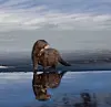 Mink standing on a wet shoreline with its reflection in calm water