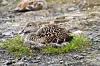 Female common eider resting on a nest among moss and gravel in Longyearbyen