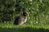 Hare med brun sommerpels sitter i grønt gress, sett fra siden.